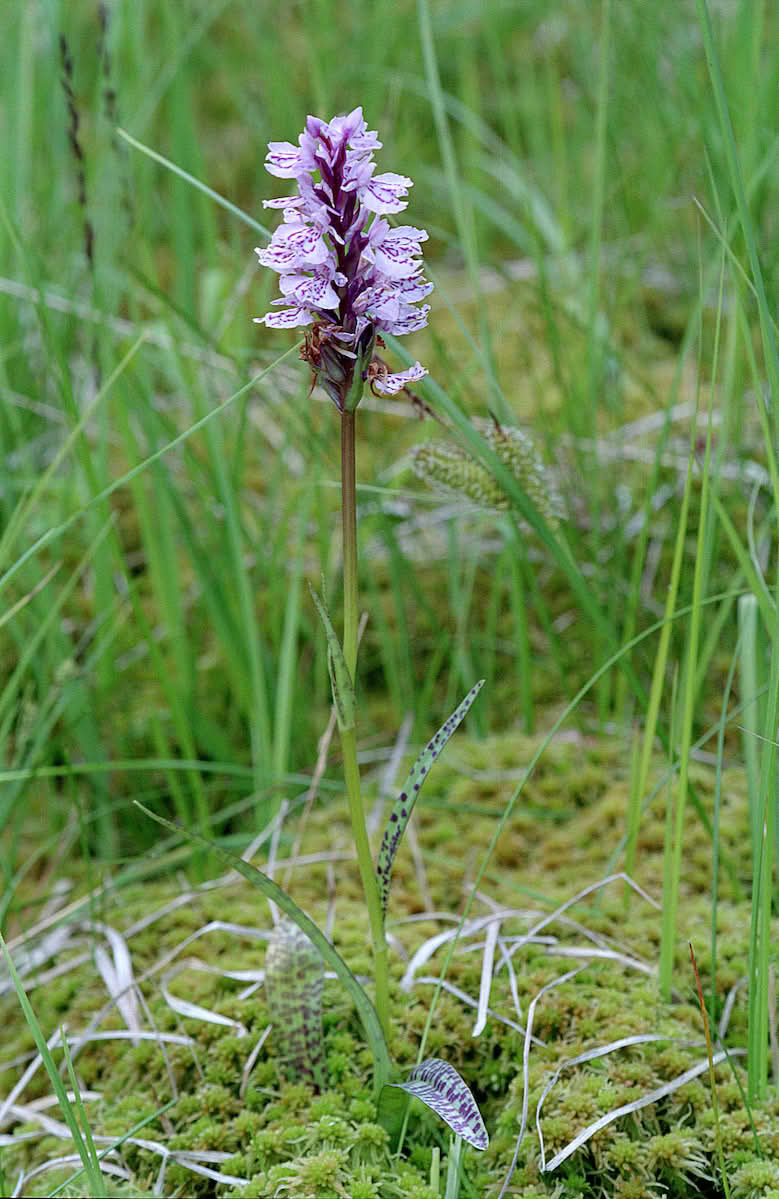 Flekkmarihånd, portrett, Vasstronde