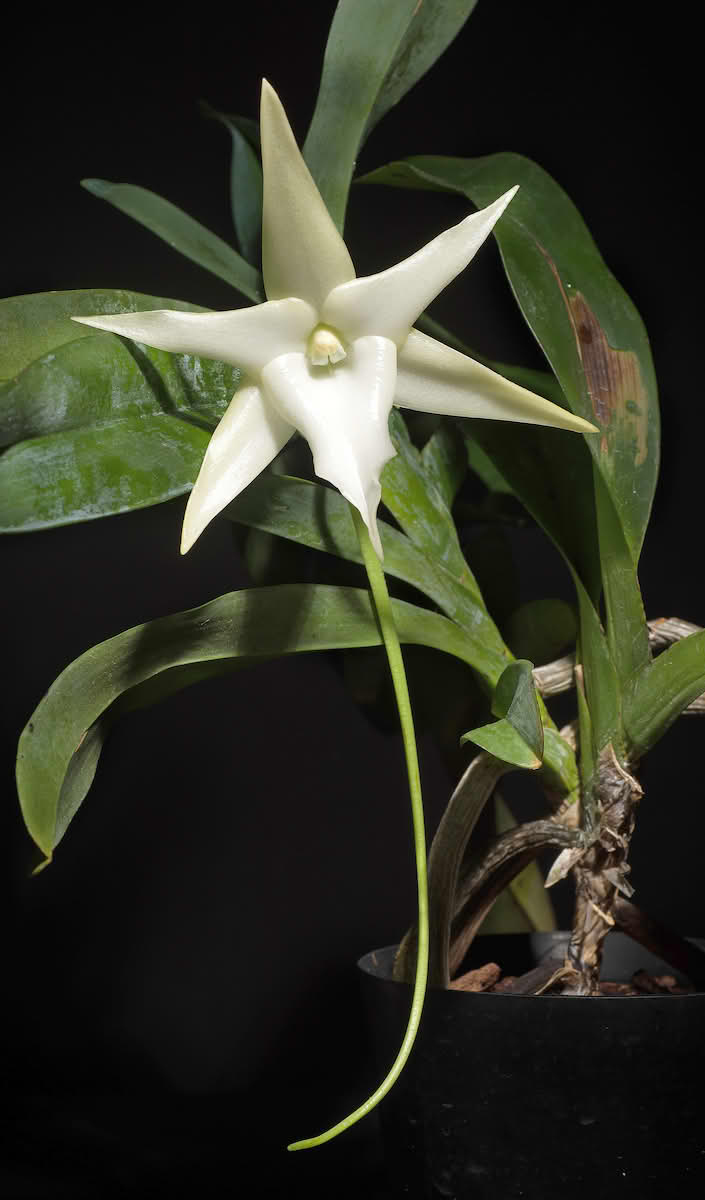 Angraecum sesquipedale blomst