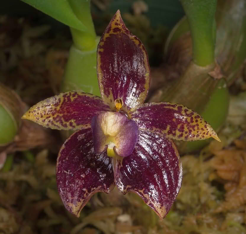 Bulbophyllum pictum