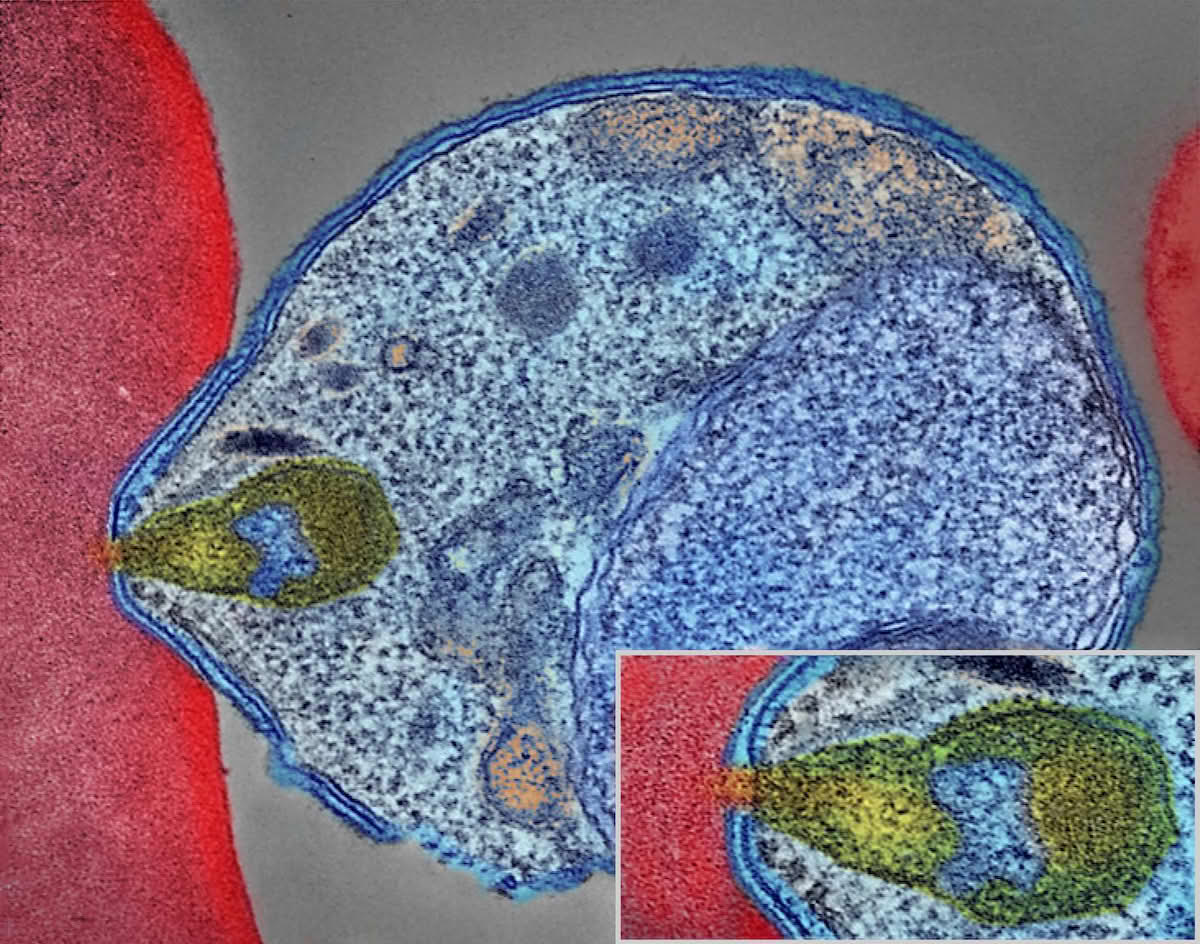 Malaria-parasitt