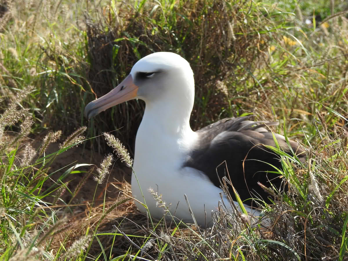 Laysanalbatross