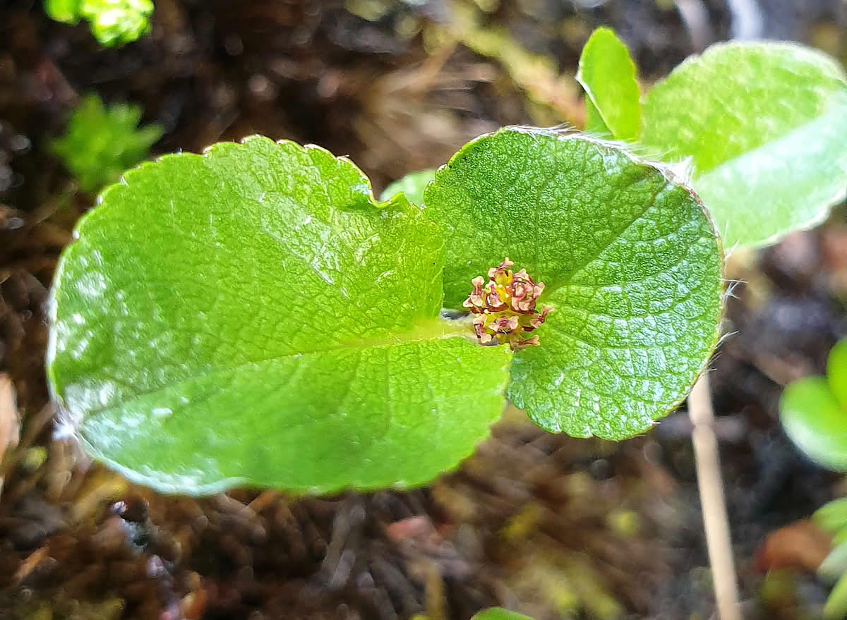 Musøre, hunnplante i blomst.