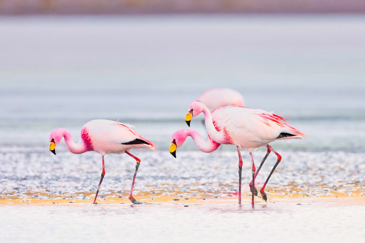 Andesflamingo (Phoenicoparrus andinus)