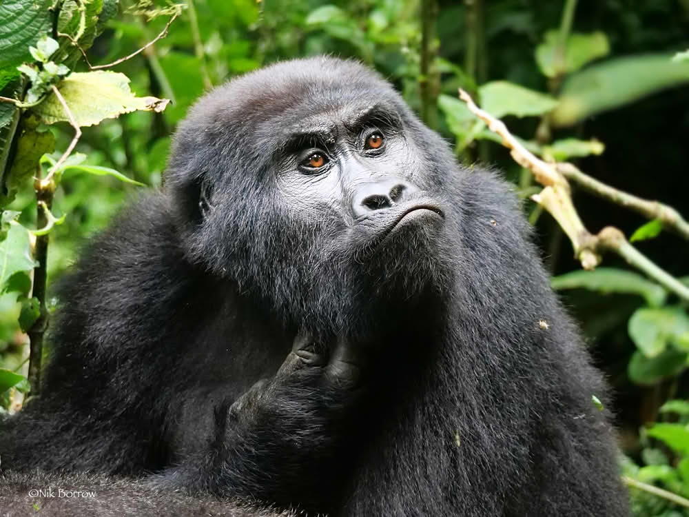 Fjellgorilla i Bwindi Impenetrable nasjonalpark