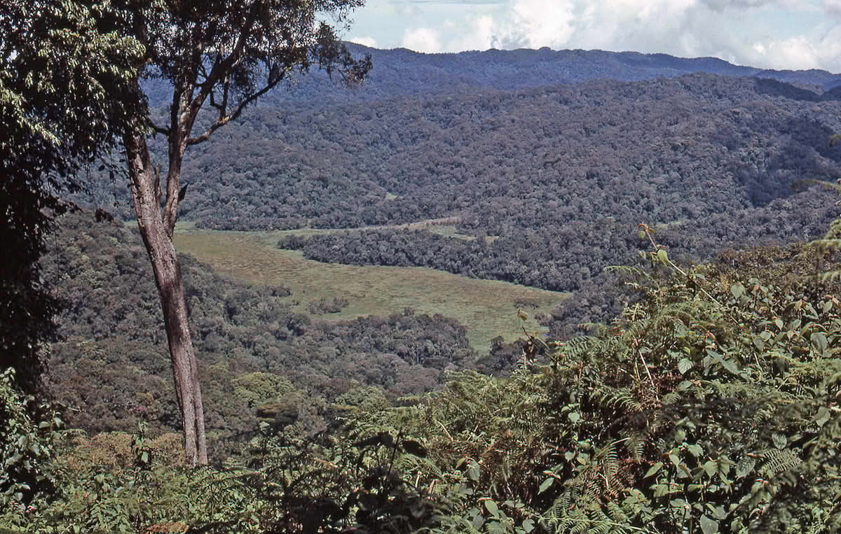 Bwindi Impenetrable nasjonalpark.