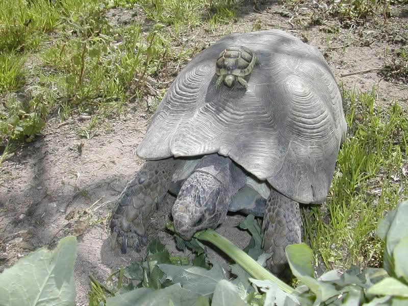 Testudo marginata med nyklekket unge på ryggen