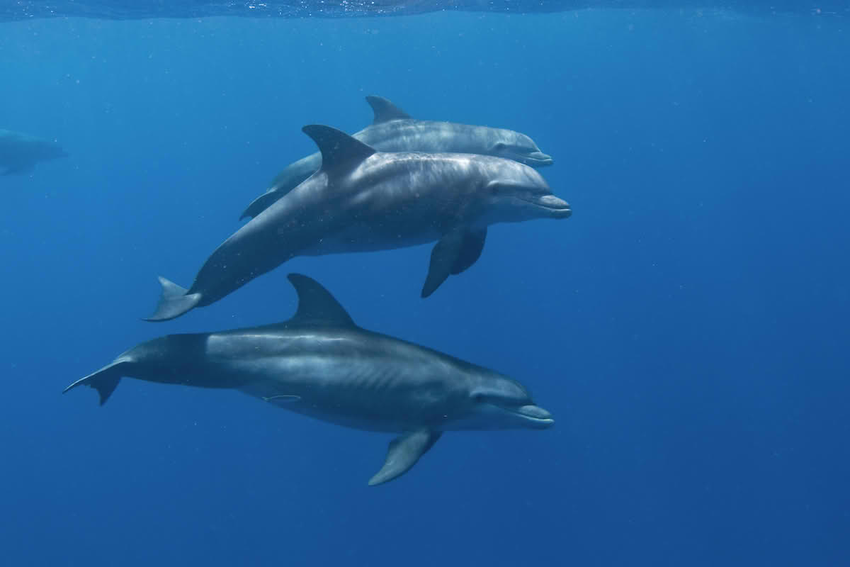 Tumlere, Tursiops truncatus