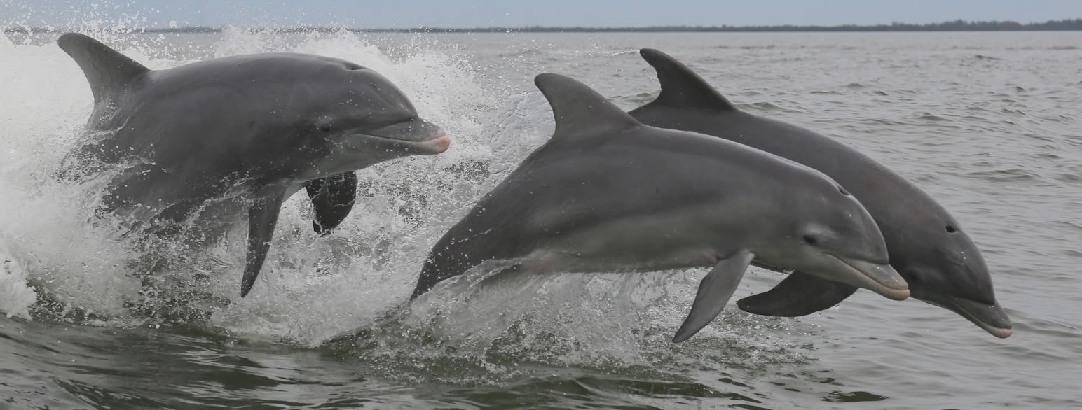 Tumlere, Tursiops truncatus