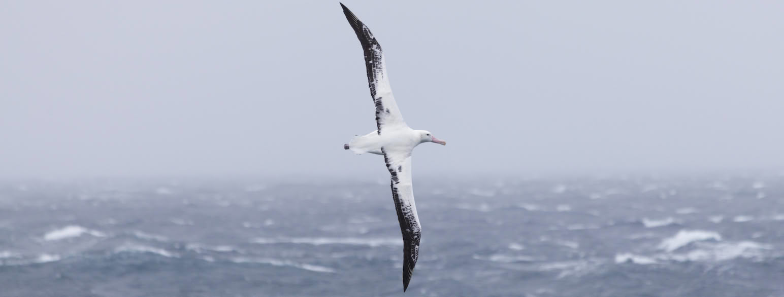 Vandrealbatross i flukt over havet