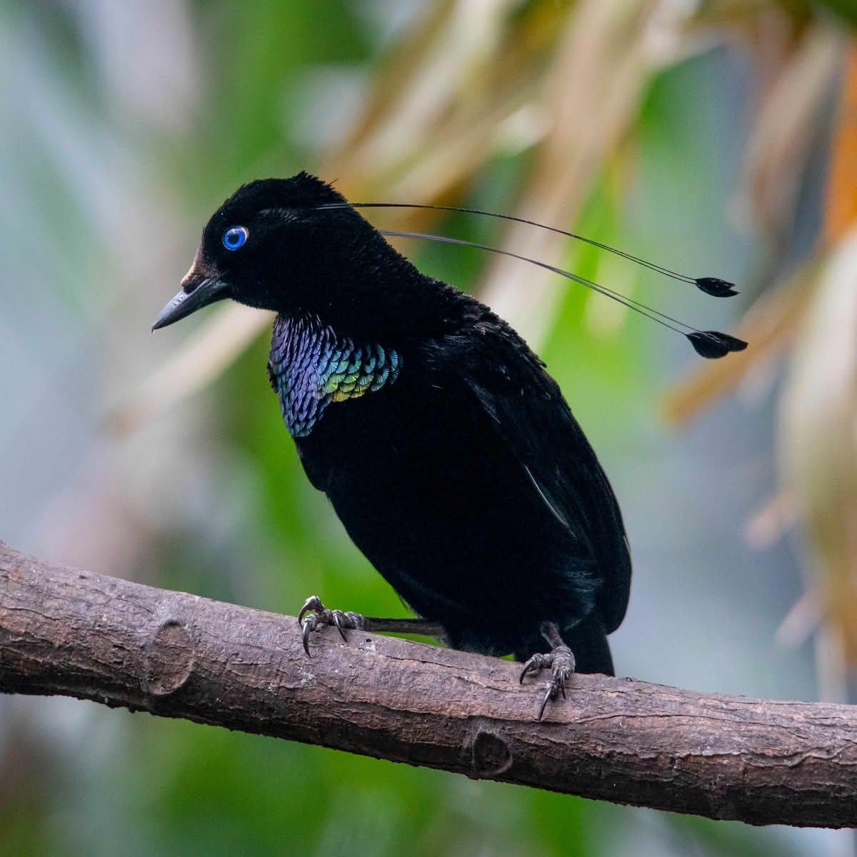 Parotia lawesii