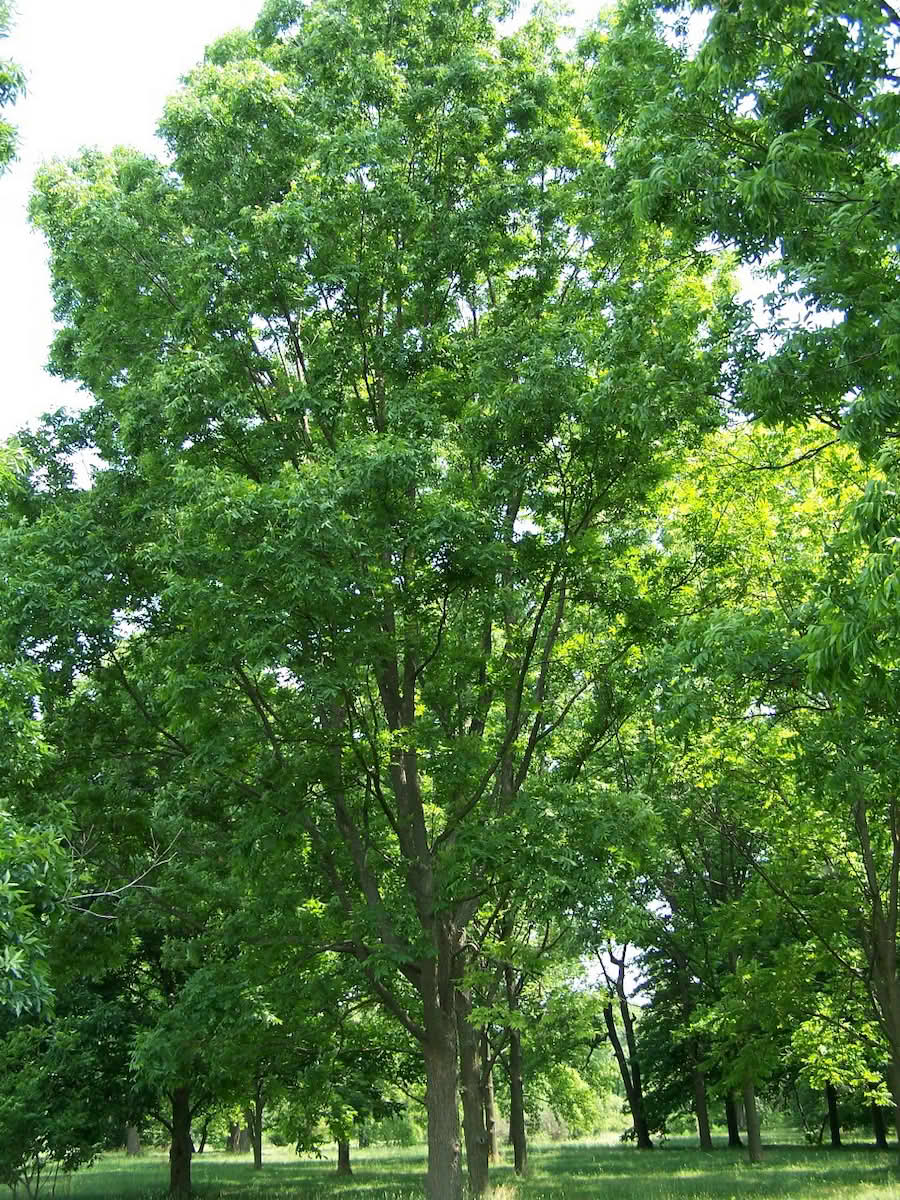 Carya illinoinensis