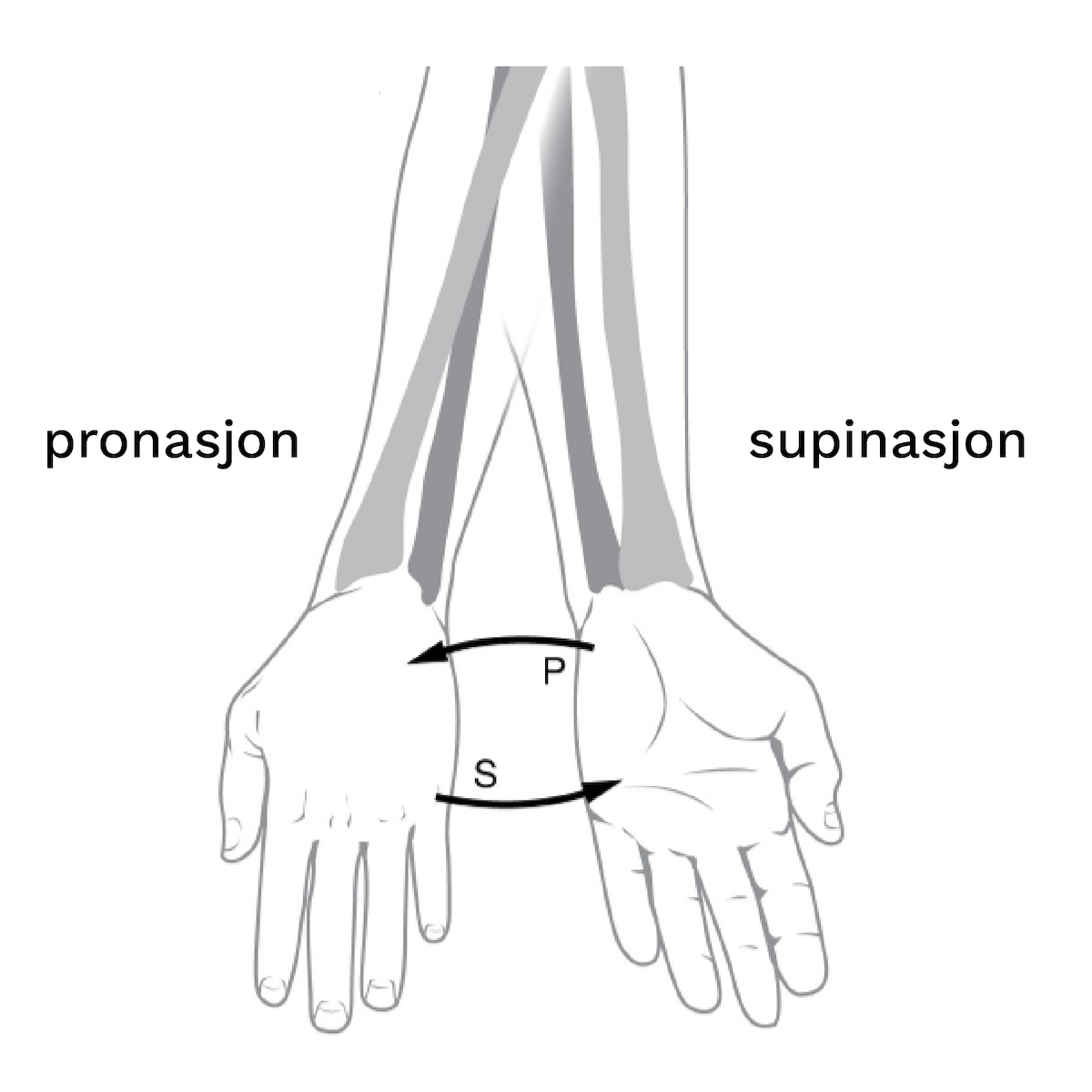 Supinasjon og pronasjon