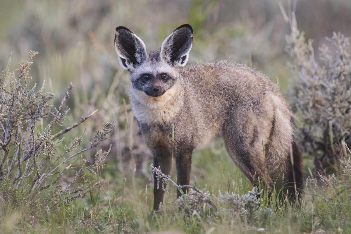 Otocyon megalotis, ørehund