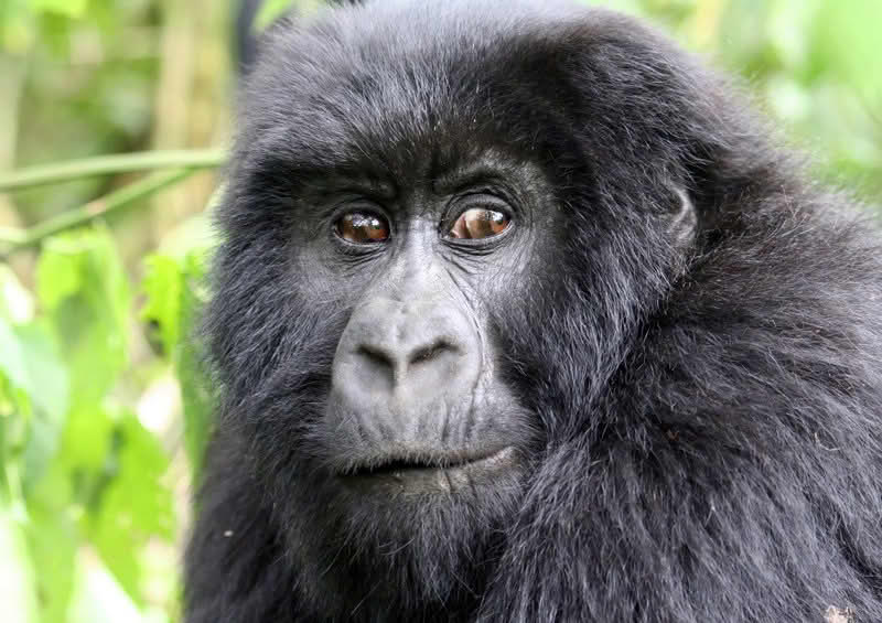 Gorilla