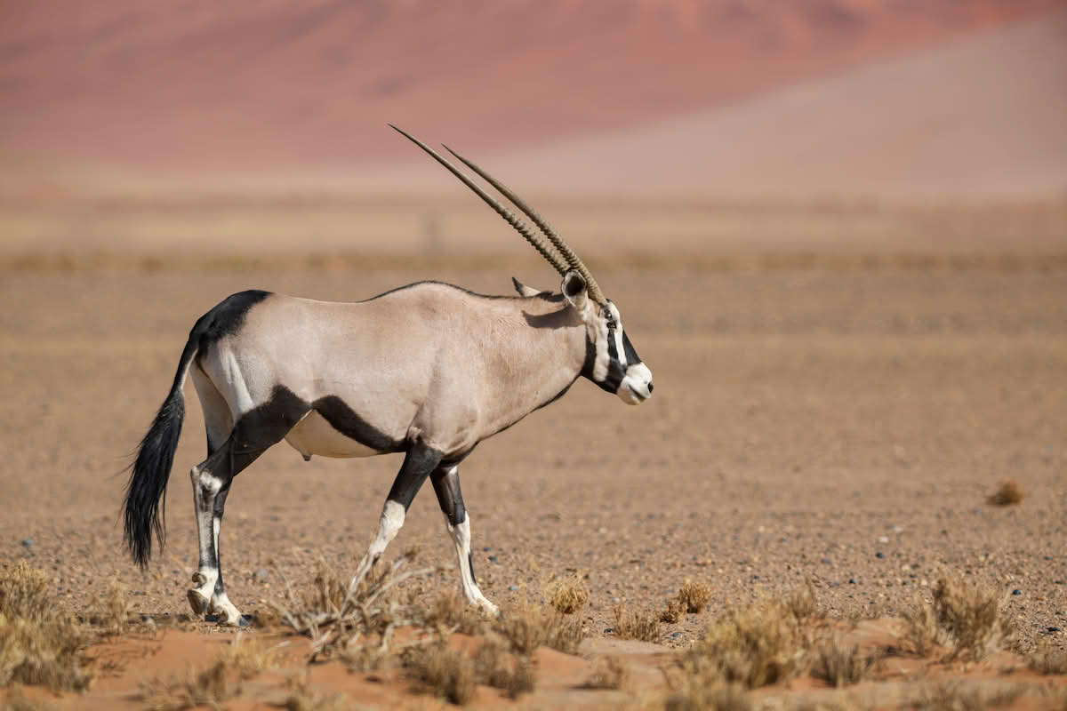 Oryx gazella