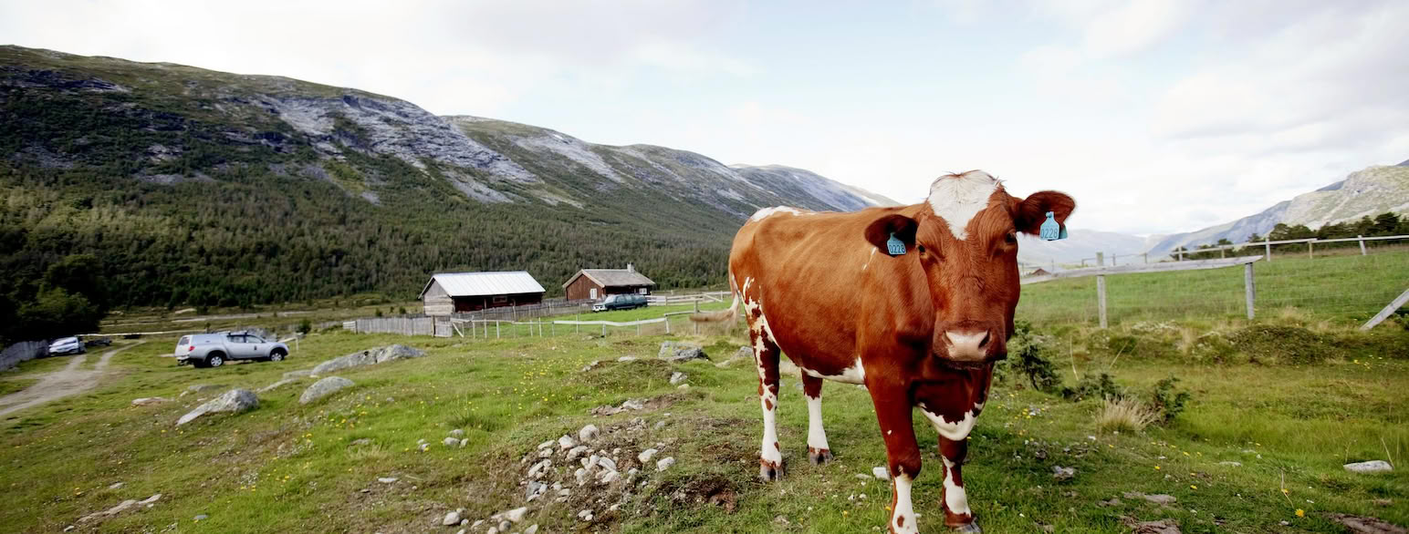 Seterdrift i Skjåk