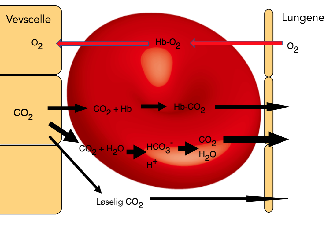 CO2 transport