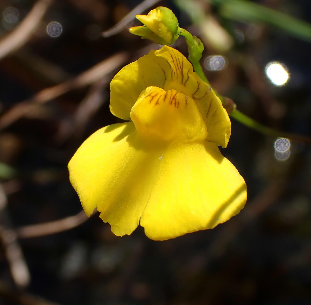 Gytjeblærerot blomst