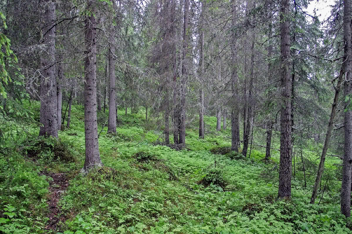 Småbregneskog med gran