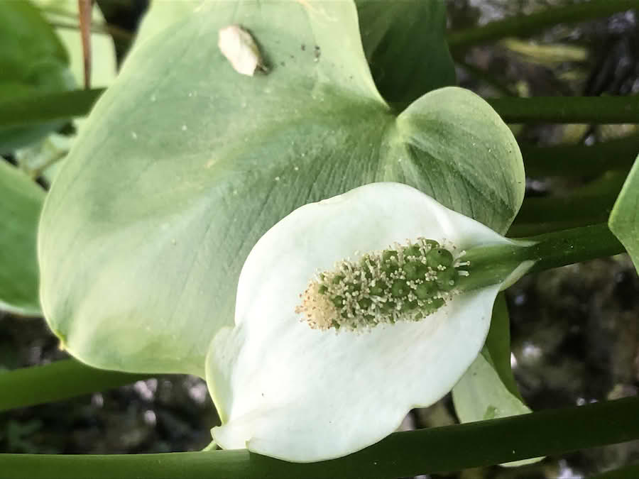 myrkongle, Calla palustris