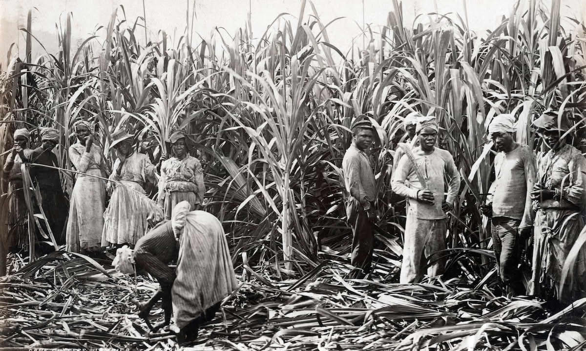 Kutting av sukkerrør på sukkerplantasje på Jamaica, foto fra 1891