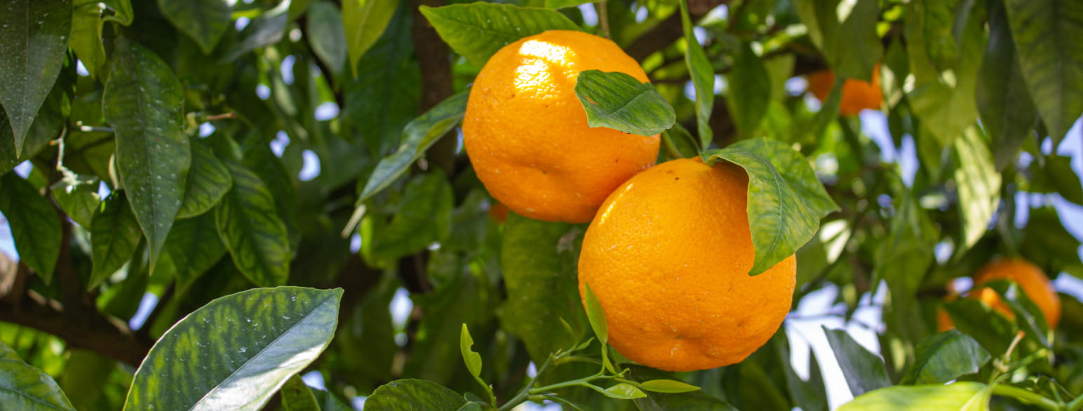 Appelsiner er en god kilde til C-vitamin