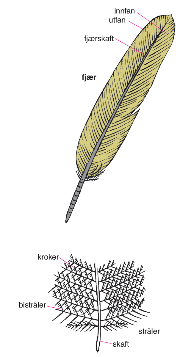 Fugler (tegning, fjær)