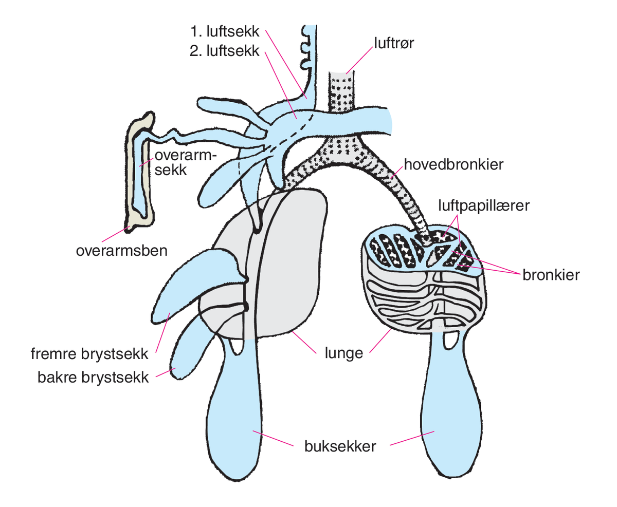 fugler (tegning, respirasjon)