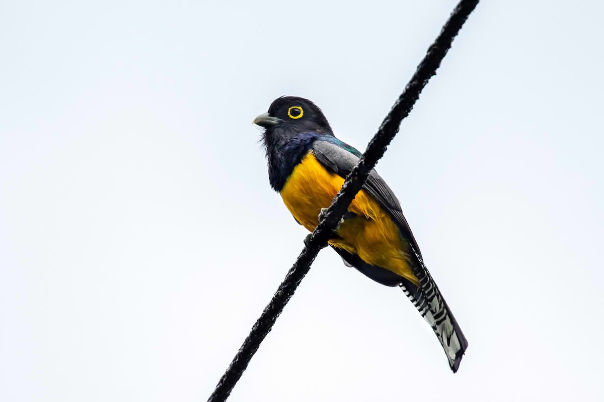 trogon