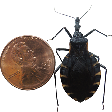 Chagas Disease