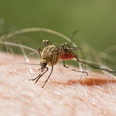 Malaria