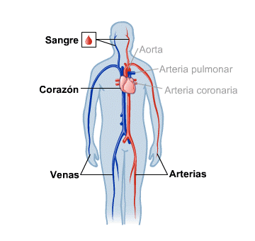 Body Map for Sangre, corazón y circulación