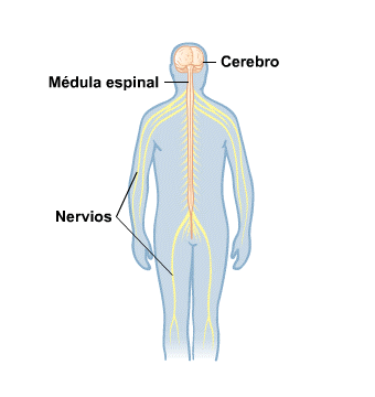 Body Map for Cerebro y nervios