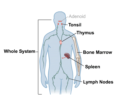 Body Map for Immune System