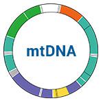 mtDNA images