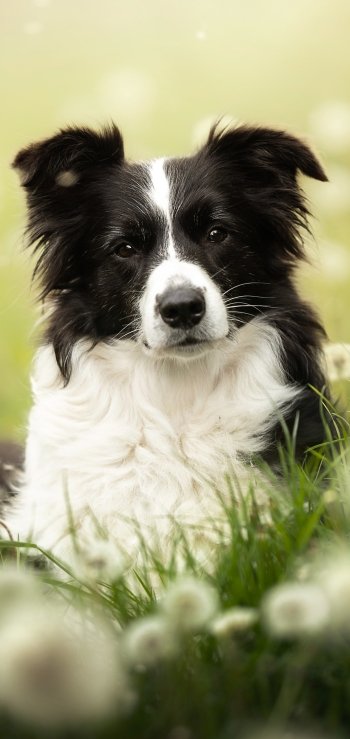 Phone wallpaper of an animal — a black-and-white border collie resting in dandelion-speckled grass with a soft green bokeh background.