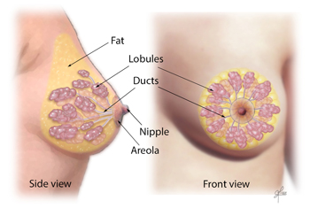 Female breast anatomy