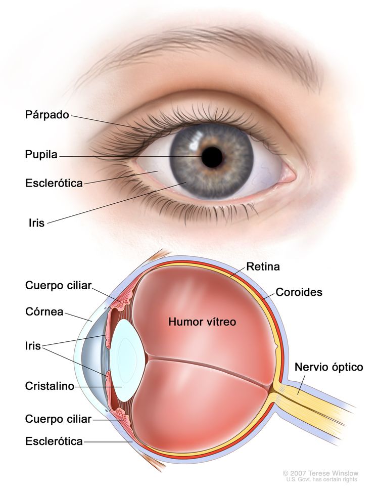 Anatomía del ojo. En la imagen de dos paneles se observa la parte exterior e interior del ojo. En el panel de arriba se muestra el exterior del ojo que incluye el párpado, la pupila, la esclerótica y el iris; en el panel de abajo se muestra el interior del ojo que incluye la córnea, el cristalino, el cuerpo ciliar, la retina, la coroides, el nervio óptico y el humor vítreo.