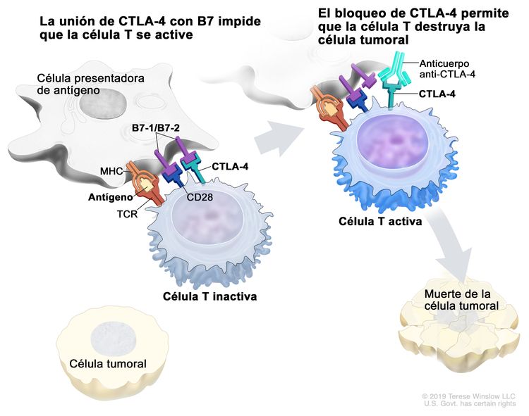 Inhibidor de puntos de control inmunitario. En el panel izquierdo, se observa la unión del receptor de la célula T (TCR) con el antígeno y las proteínas del complejo principal de histocompatibilidad (MHC) en la célula presentadora de antígeno, y la unión de CD28 en la célula T con B7-1/B7-2 en la célula presentadora de antígeno. También se muestra la unión de B7-1/B7-2 con CTLA-4 en la célula T, que mantiene inactivas a las células T. En el panel derecho, se observa un inhibidor de puntos de control (anticuerpo anti-CTLA) que impide la unión de B7-1/B7-2 con CTLA-4, lo que permite que las células T se activen y destruyan las células tumorales.