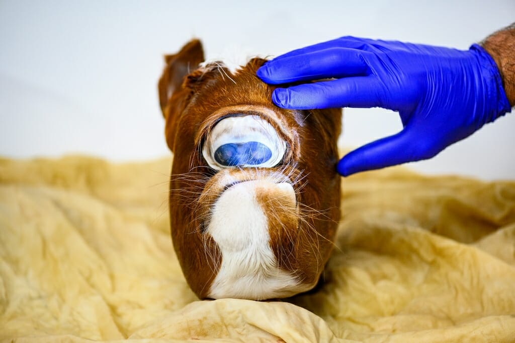 Photo: An abnormal calf's head.