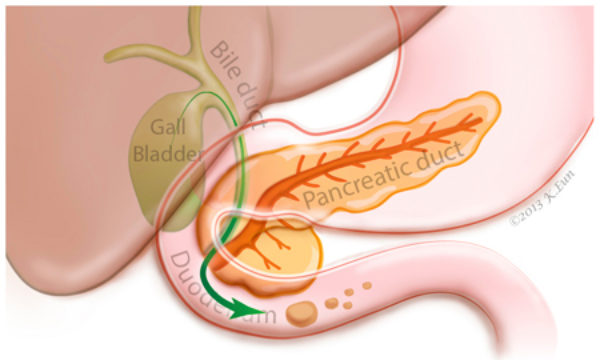 bile duct