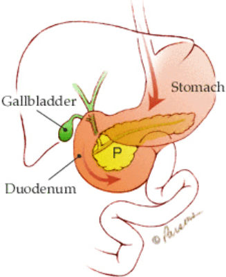 digestive system