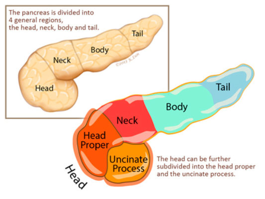 Parts of Pancreas