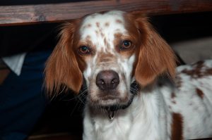 White and orange dog, Breton Spaniel