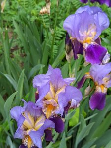 Pink, purple and yellow flowers