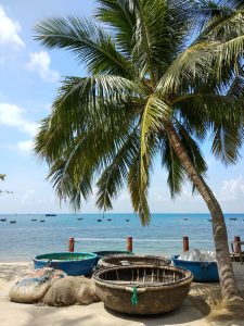 Palm tree and round boats in Hoi An, Vietnam
