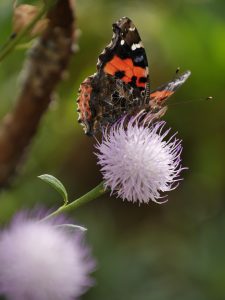 Butterfly feeding on flower with garden blurred in background
