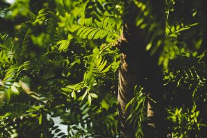 category:- nature. colour:- green. tags:- tree
