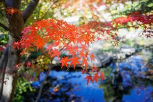 Autumn red maple leaves in Nagoya, Japan
