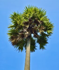 A close view of Borassus flabellifer tree. It’s commonly known as doub palm, palmyra palm, tala or tal palm, toddy palm, lontar palm, wine palm, or ice apple. From Kollengode, Palakkad, Kerala.